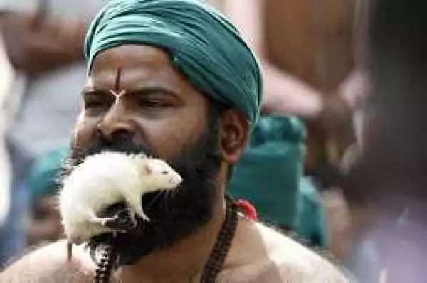 Indians Protest With Live Rats In Their Mouth Over 